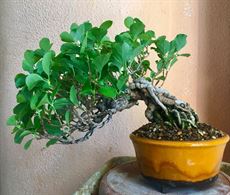 Bonsai Shohin di pregio