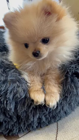 Spitz tedesco nano (Razza Pomerania) - Foto 3
