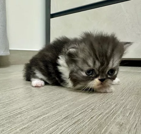 Cuccioli persiani