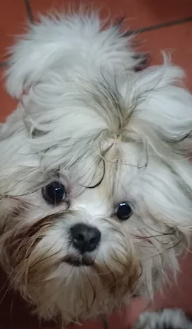 Cucciolotto di Shih Tzu