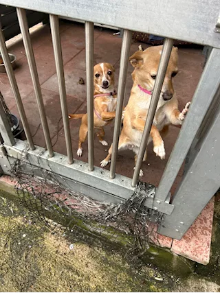Cagnoline taglia piccola urgente adozione