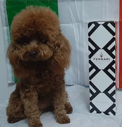 Barboncino Toy Red con Pedigree ENCI
