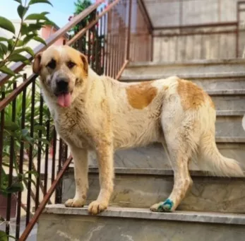 Orso 1 anno tg grande BUONISSIMO sbucato dal nulla... SUD