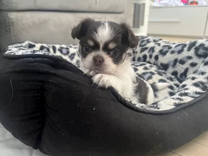 Cucciole di Razza chihuahua a pelo lungo - Foto 3