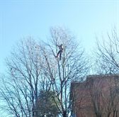 TREECLIMBER - POTATURA E ABBATIMENTO ALTO FUSTO