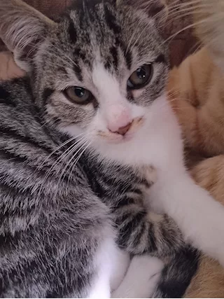 Regalo gattini