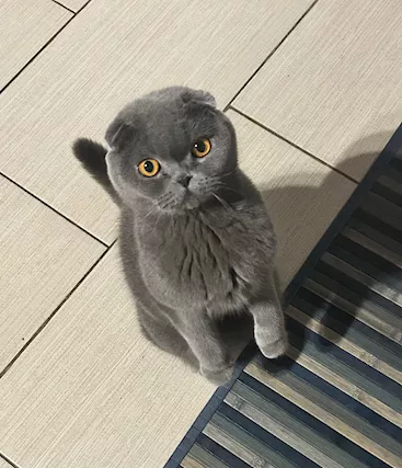 Cercasi maschio scottish fold per accoppiamento