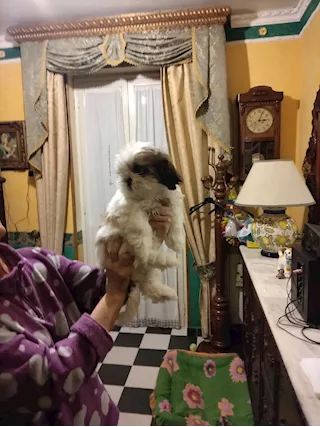 Cucciola di Shitzu, prezzo trattabile - Foto 6