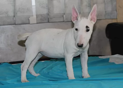 Bull Terrier in miniatura cuccioli - Foto 5