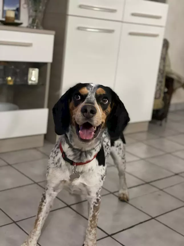 Foto 2Principe bellissimo mix beagle/Razza setter, taglia media
