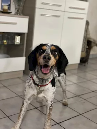 Principe bellissimo mix beagle/Razza setter, taglia media - Anteprima 2