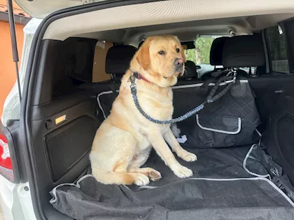 Labrador retriver, color miele - Anteprima 1