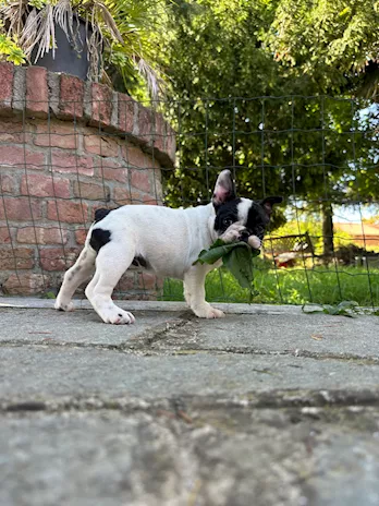 Cuccioli di Bulldog Francese con Pedigree ENCI, genitori visibili - Foto 6