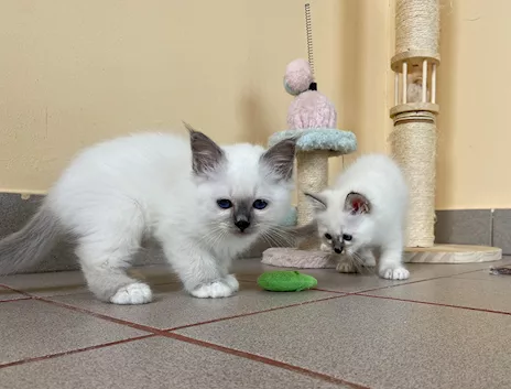 Cuccioli Sacri di Birmania