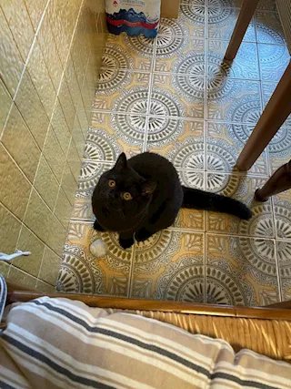 ACCOPPIAMENTO british