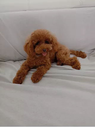 Barboncino Red toy