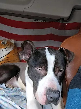 Amstaff 3 anni ok gatti vive in camion Novara