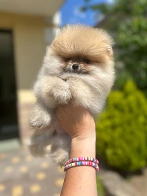 Volpino pomerania spitz tedesco nano