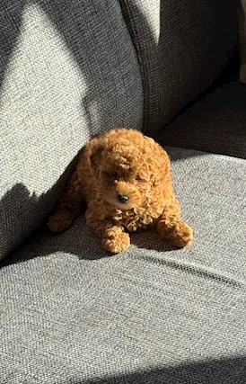 Cucciola Barboncino mini Toy