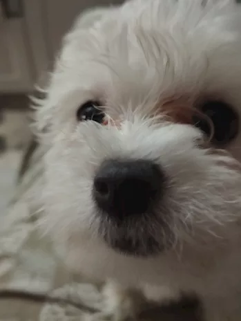 Cuccioli di Razza Maltese - Foto 5