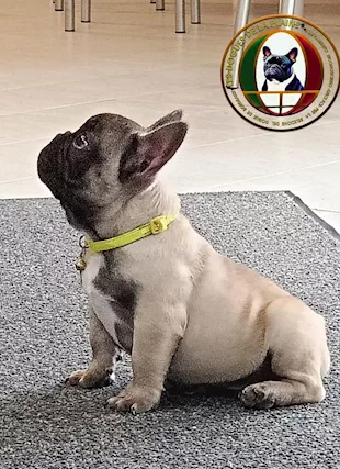 Cuccioli di Razza bulldog francese con pedigree ENCI - Anteprima 1