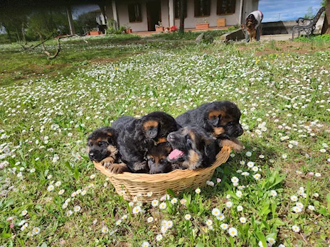 Cuccioli di Pastore Tedesco