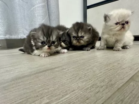 Cuccioli Persiani, genitori visibili - Foto 6