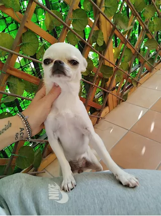 Cucciola chihuahua