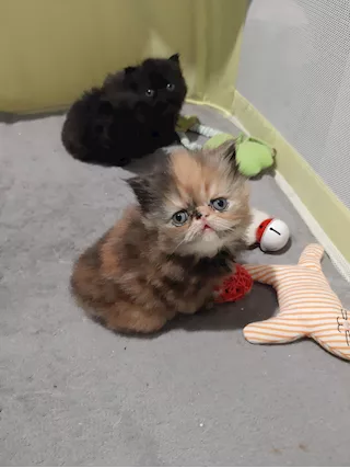 Gattini persiani