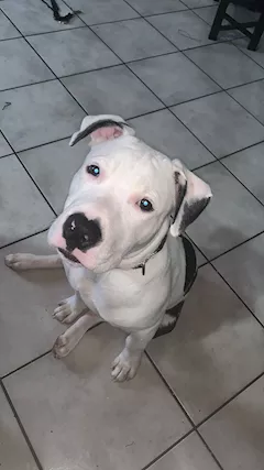 Pitbull 5 mesi
