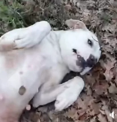 Sheeva 2 anni pelo corto mollata in campagna MILANO - Foto 5