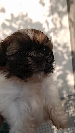 Cucciolo maschio di Shih tzu