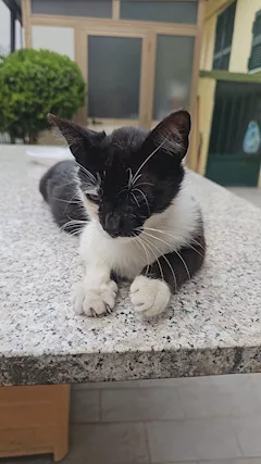 Sissi gattina bianca e nera coccolonissima