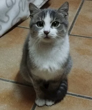 Ciccio micio simpatico e gioioso