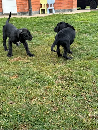 Cuccioli di Cane Corso
