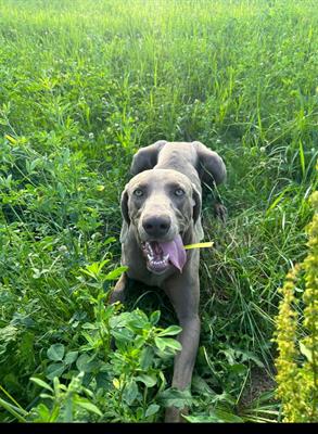 Cuccioli di Weimaraner in arrivo