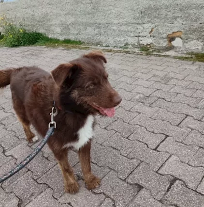 Ciro 2 anni manto nocciola occhi ambra buon carattere, taglia media - Foto 2