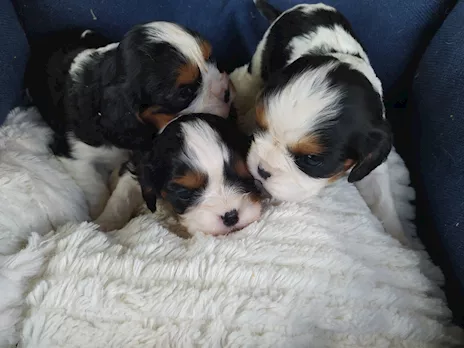 Cavalier king cucciolata tricolore