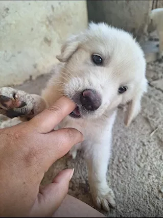 Eros ed Erica cuccioli simil labrador ma più belli, taglia media - Foto 2
