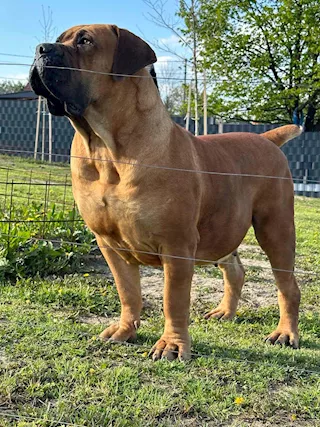 Mastino Sudafricano - Cuccioli di Boerboel
