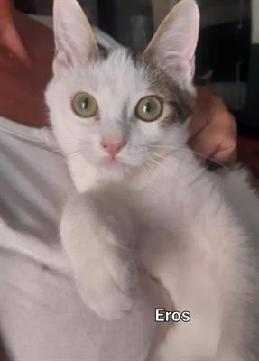 5 Micetti in cerca di Amore, color dell - Anteprima 1