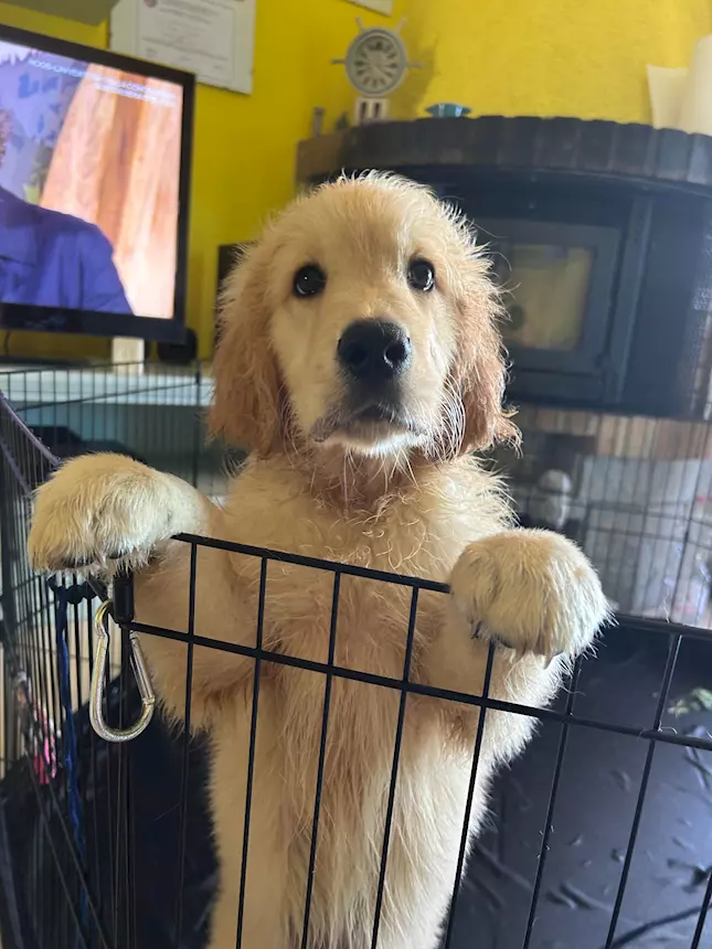 Foto 3Cucciolata Razza Golden Retriever Top