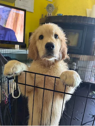 Cucciolata Razza Golden Retriever Top - Anteprima 3