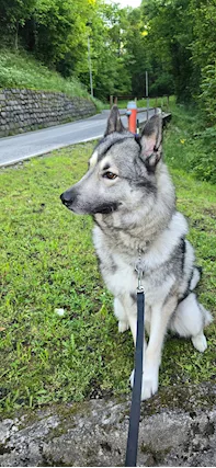 Loki cerca nuova famiglia