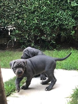 Cuccioli di cane corso neri e grigi