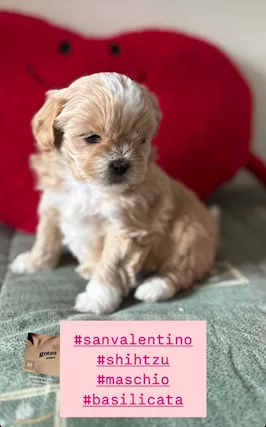 Shitzu - Disponibili da marzo cuccioli di shih, genitori visibili - Foto 4