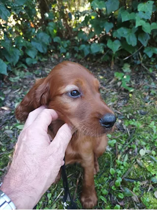 Setter irlandese cucciola - Foto 6