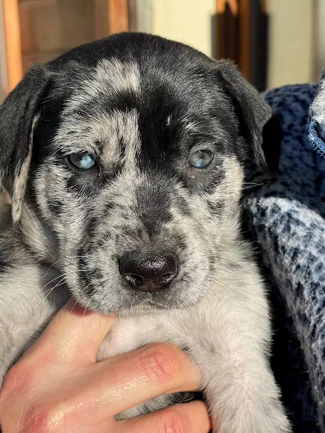 Foto 3 Cuccioli in cerca di una famiglia