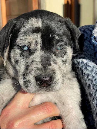 Cuccioli in cerca di una famiglia - Foto 3