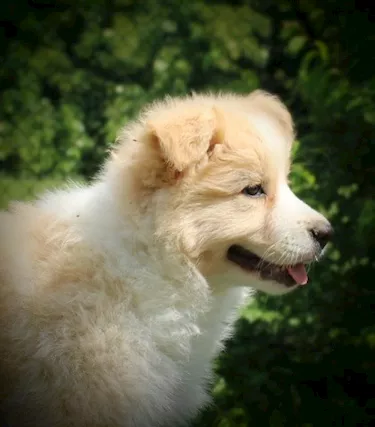 Cuccioli Border Collie con pedigree